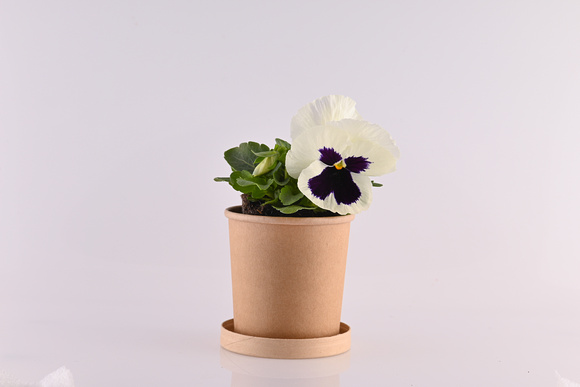 Myrtali Cups Mar23 4868