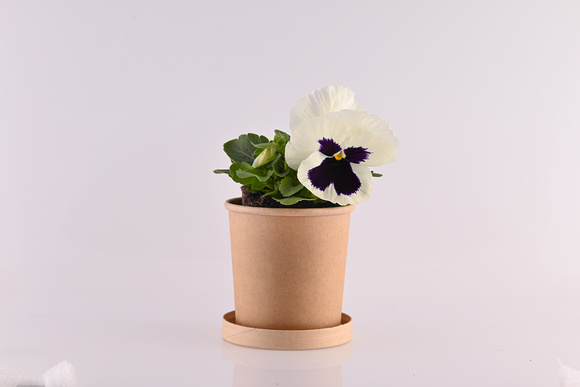 Myrtali Cups Mar23 4869