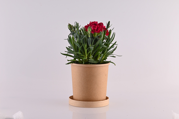 Myrtali Cups Mar23 4872