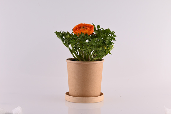 Myrtali Cups Mar23 4873