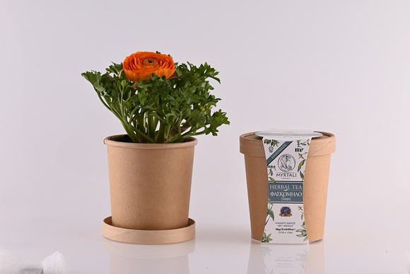 Myrtali Cups Mar23 4874