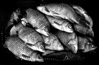 Fishes Kalathi 5341 D BW