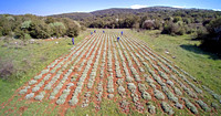 MYRTALI Field DR 09