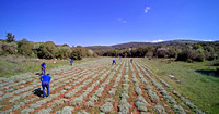 MYRTALI Field DR 02