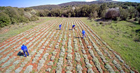 MYRTALI Field DR 08