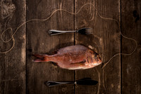 FISH 19
