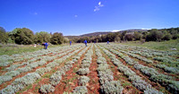 MYRTALI Field DR 07